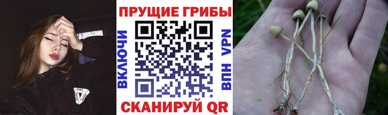 Галлюциногенные грибы Magic Shrooms  omg tor  Калининск 